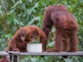 Orangutan Family breakfast on a wooden platform in the forests of Indonesia Royalty Free Stock Photo