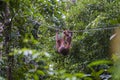 Orangutan family on liana in tropical forest. A wild orangutan mom with baby in the rainforest of island Borneo, Malaysia Royalty Free Stock Photo