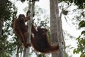 Orangutan Family resting in the trees on their strong paws (Indonesia) Royalty Free Stock Photo