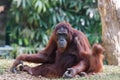 Orangutan family Royalty Free Stock Photo