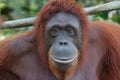 Orangutan family Royalty Free Stock Photo