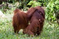 Orangutan Family in the forest in Borneo Royalty Free Stock Photo