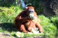 Orangutan Feeding on Cabbage in at the Sacramento Zoo on a sunny day Royalty Free Stock Photo