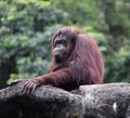 Orangutan female ape at zoo