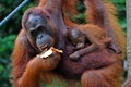 Orangutan Female with Baby Royalty Free Stock Photo