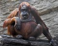 Orangutan female 2 Royalty Free Stock Photo