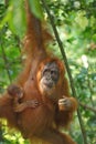 Orangutan female with a cub Royalty Free Stock Photo