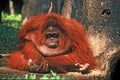 Orangutan female Royalty Free Stock Photo