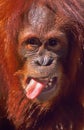 An orangutan with a FLY on his tongue! Royalty Free Stock Photo