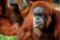 Orangutan focused