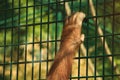 Orangutan hand Royalty Free Stock Photo