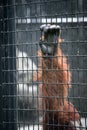 Orangutan hand on a cage cell Royalty Free Stock Photo