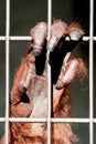 Orangutan hand close-up Royalty Free Stock Photo