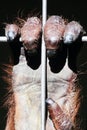 Orangutan hand on zoo cage steel bar close-up Royalty Free Stock Photo