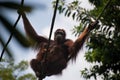 Orangutan hanging together with two children