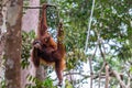 Orangutan hanging in a tree in the jungle of Borneo, holding a baby Royalty Free Stock Photo