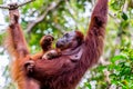Orangutan hanging in a tree in the jungle of Borneo, holding a baby Royalty Free Stock Photo