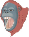 Orangutan Head Illustration