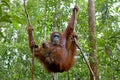 Orangutan with her baby Royalty Free Stock Photo