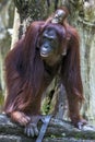 An orangutan with her baby at the Singapore Zoo. Royalty Free Stock Photo