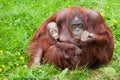 Orangutan with her cute baby Royalty Free Stock Photo