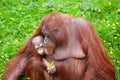 Orangutan with her cute baby Royalty Free Stock Photo