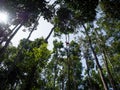 Orangutan high in the trees at Tanjung Puting National Park in B