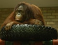 Orangutan on his tyre