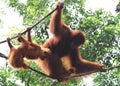 Orangutan with infants Royalty Free Stock Photo