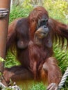 Orangutan at Jersey Zoo