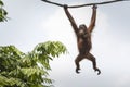 Orangutan in the jungle of Borneo Indonesia.