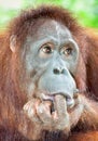 Orangutan in the jungle of Java, Indonesia Royalty Free Stock Photo