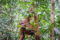 Orangutan in jungle portrait.