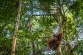 Orangutan in jungle portrait.