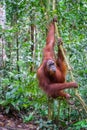 Orangutan in jungle portrait.