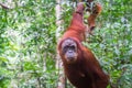 Orangutan in jungle portrait.