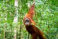 Orangutan in jungle rain forest  of Bukit Lawang, North Sumatra, Indonesia. Royalty Free Stock Photo