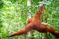 Orangutan in jungle rain forest of Bukit Lawang, North Sumatra, Indonesia.