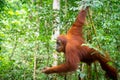 Orangutan in jungle rain forest of Bukit Lawang, North Sumatra, Indonesia.