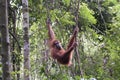 Orangutan in the jungle. Sumatra