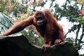 Orangutan Kalimantan big ape chimpanzee