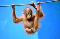 Orangutan Orangutan Kalimantan