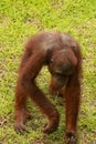 Orangutan Kalimantan close up details of the Kalimantan orangutan, orangutans in the wild. The Cute Orangutan from Borneo,