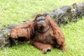 Orangutan Kalimantan - Pongo on Ragunan zoo. Jakarta