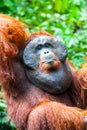 Orangutan in kalimantan tanjung puting national park indonesia Royalty Free Stock Photo