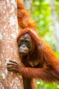 Orangutan kalimantan tanjung puting national park indonesia Royalty Free Stock Photo