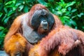 Orangutan kalimantan tanjung puting national park indonesia Royalty Free Stock Photo