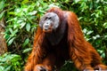 Orangutan kalimantan tanjung puting national park indonesia Royalty Free Stock Photo