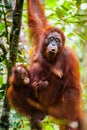 Orangutan kalimantan tanjung puting national park indonesia Royalty Free Stock Photo
