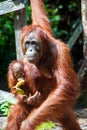 Orangutan kalimantan tanjung puting national park indonesia Royalty Free Stock Photo